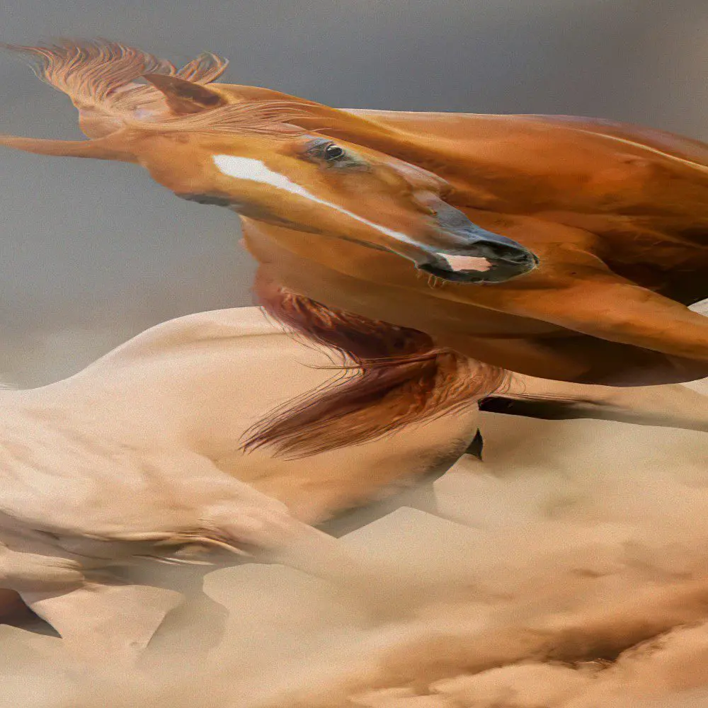 Mural Caballos - Imagen 5