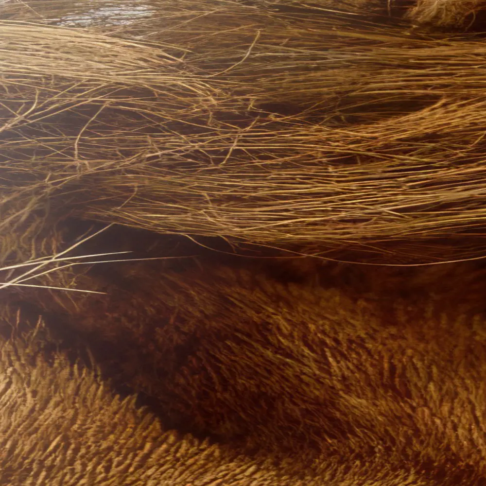 León y Leona - Imagen 4