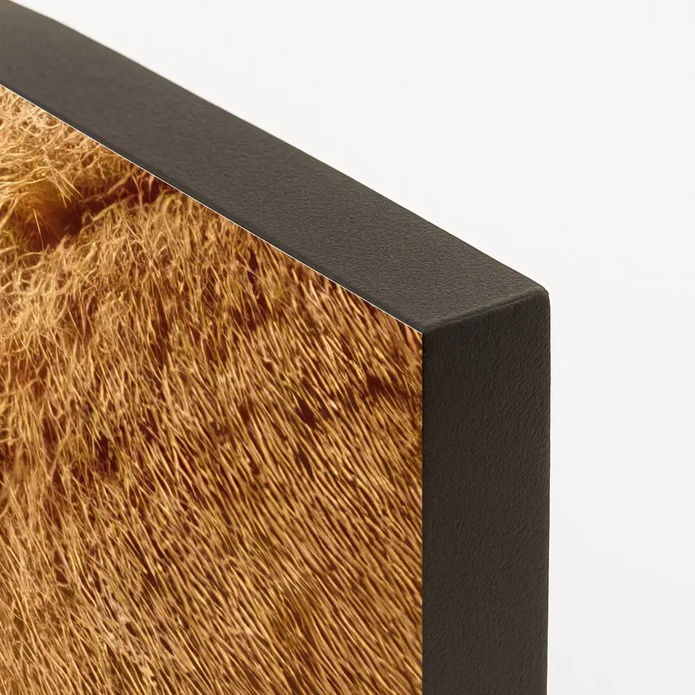 León y Leona - Imagen 2