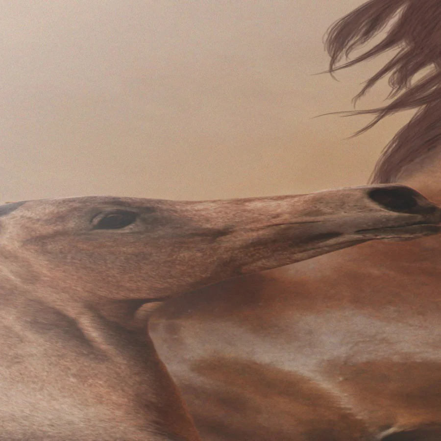 Caballos