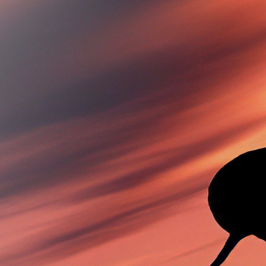 Elephant in sunset
