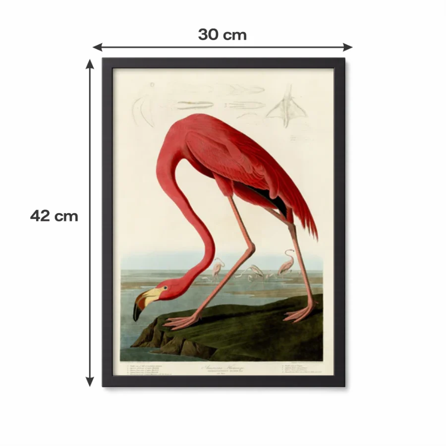 Birds of America - Set of 3
