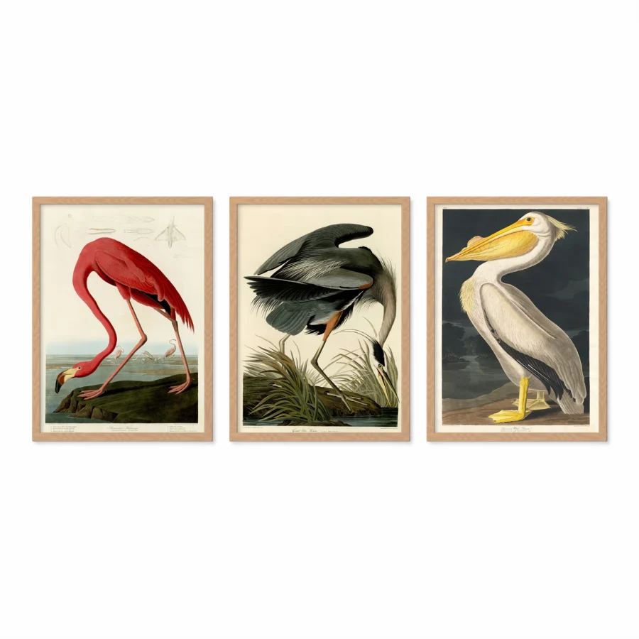 Birds of America - Set of 3