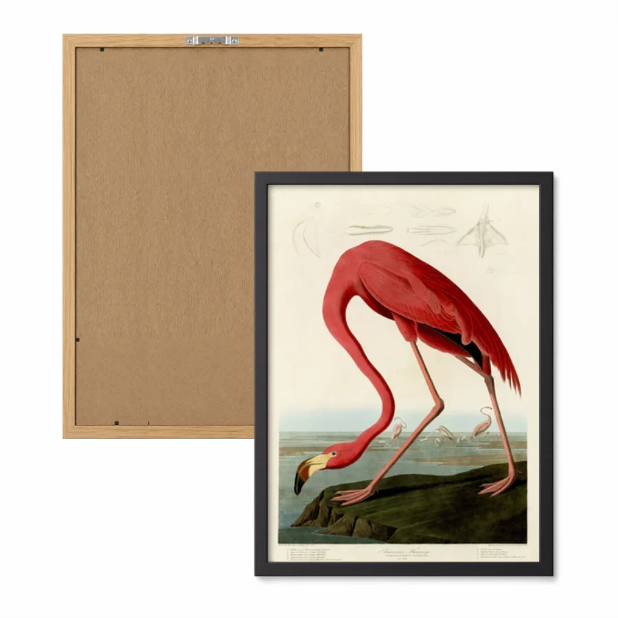 Birds of America - Set of 3