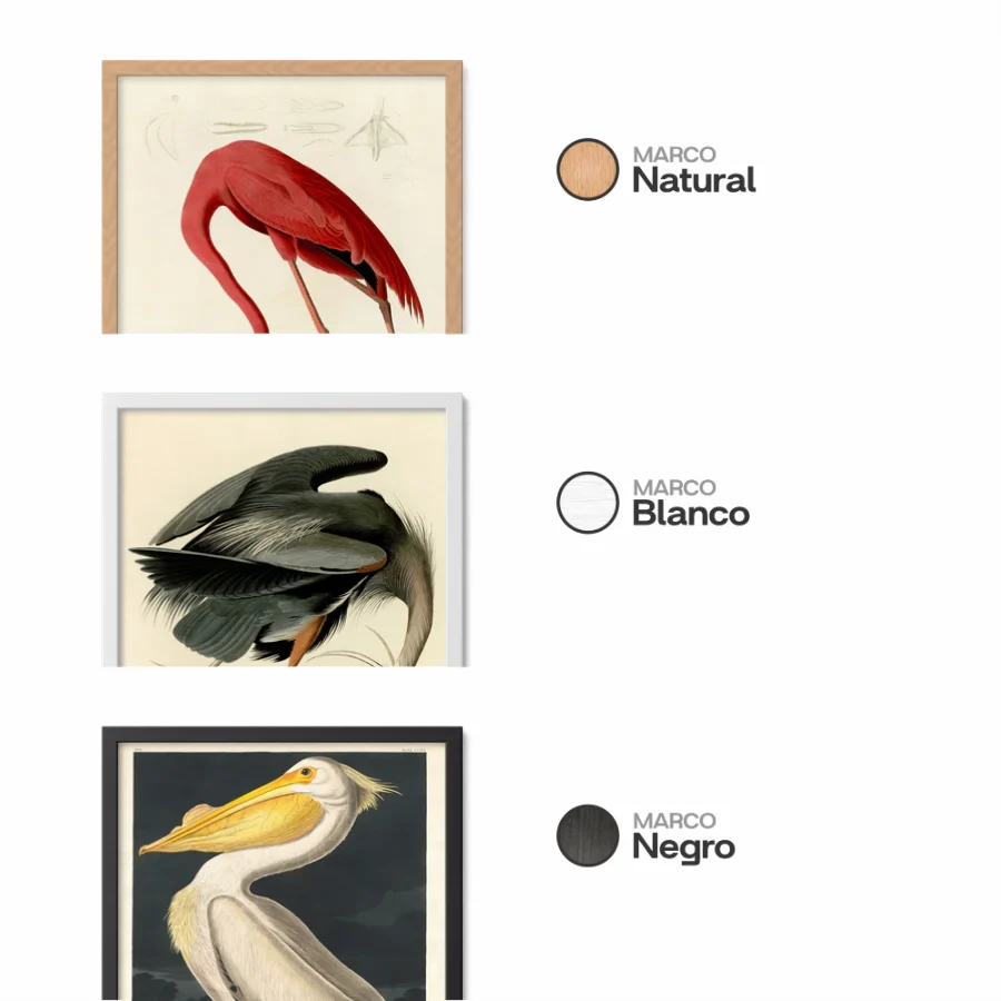 Birds of America - Set of 3
