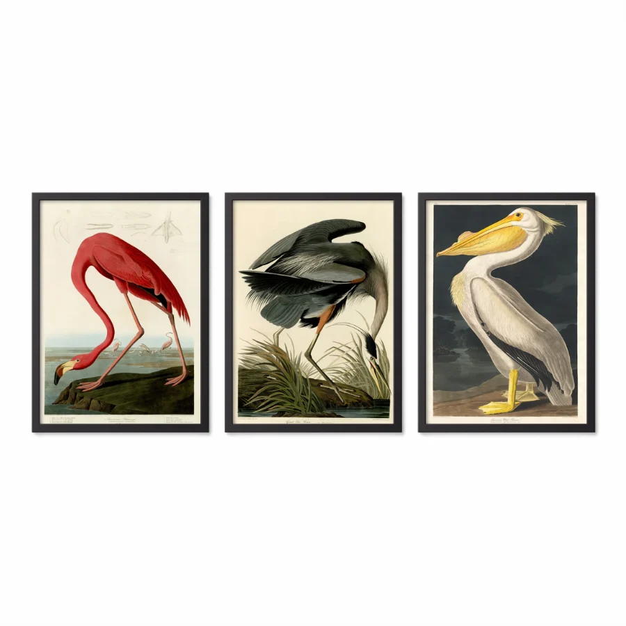 Birds of America - Set of 3